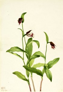 Widderkopf-Frauenschuh (Cypripedium arietinum)