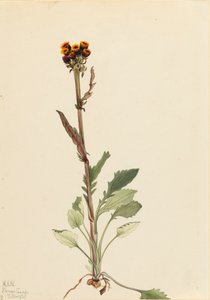 Strahlenlose Greiskraut Senecio pauciflorus, 1921