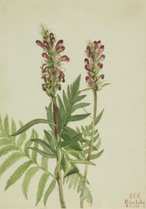 Rothelm (Pedicularis bracteosa) von Mary Vaux Walcott