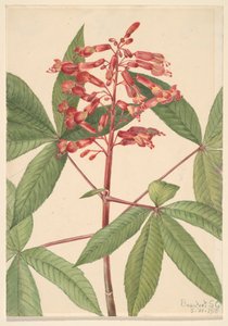 Rote Rosskastanie Aesculus pavia, 1918