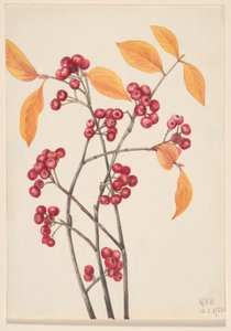 Rote Apfelbeere (Aronia arbutifolia) von Mary Vaux Walcott