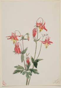 Rote Akelei (Aquilegia formosa)