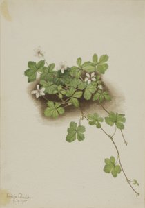 Rote Taube (Rubus pedatus)