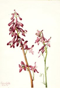 Roter Rittersporn von Mary Vaux Walcott