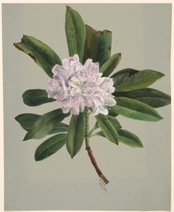 Rhododendron Rhododendron maximum
