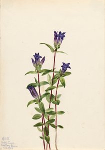 Ufer-Gentian Gentiana affinis, 1924 von Mary Vaux Walcott