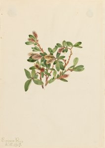 Felsen-Weide Salix petrophila, 1917 von Mary Vaux Walcott