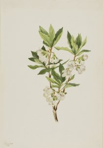 Rocky Mountain Rhododendron (Rhododendron albiflorum)