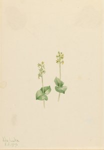 Rocky Mountain Twayblade Ophrys necrophylla, 1919 von Mary Vaux Walcott