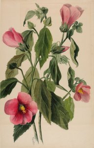 Rosenenzian (Sabbatia angularis) von Mary Vaux Walcott
