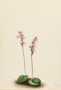 Rundblättrige Orchis Orchis rotundifolia, 1924 von Mary Vaux Walcott
