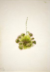 Rundblättriger Sonnentau (Drosera rotundifolia)