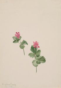 Rubus articus, 1881