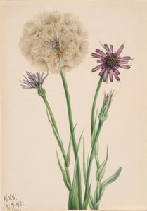 Haferwurzel Tragopogon porrifolius, 1921