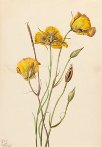San Diego Mariposa Calochortus weedii, 1925