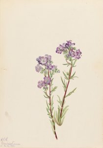 Sand-Phacelia (Phacelia linearis) von Mary Vaux Walcott