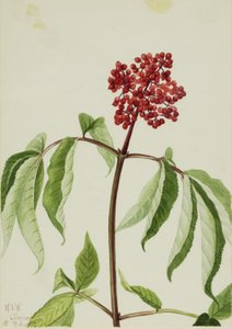 Scharlachroter Holunder (Sambucus pubens)