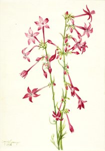 Scharlachrote Gilia (Gilia aggregata) von Mary Vaux Walcott