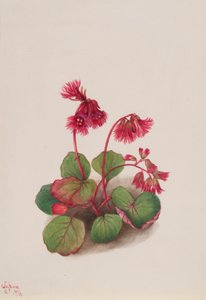 Schizocodon soldanelloides von Mary Vaux Walcott