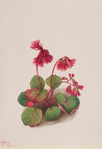 Schizocodon soldanelloides, 1936 von Mary Vaux Walcott