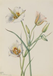 Sego-Lilie (Calochortus nuttallii)