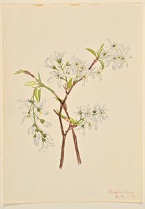 Felsenbirne (Amelianchier oblongifolia) von Mary Vaux Walcott