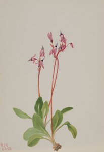 Sternschnuppe (Dodecatheon hendersonii) von Mary Vaux Walcott