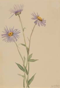 Prachtvolles Berufkraut Erigeron salsuginosus, 1902