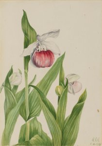 Frauenschuh (Cypripedium reginae) von Mary Vaux Walcott