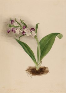 Prachtorchideen Orchis spectabilis von Mary Vaux Walcott