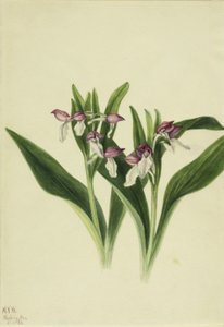 Prächtige Orchis (Orchis spectabilis) von Mary Vaux Walcott