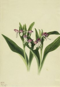 Pracht-Orchis Orchis spectabilis von Mary Vaux Walcott