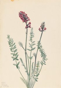 Pracht-Oxytrope (Oxytropis splendens)