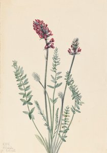 Prächtige Oxytrope Oxytropis splendens, 1922