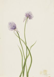 Sibirische Zwiebel Allium sibericum, 1903