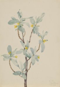 Silberbeere (Elaeagnus commutata) von Mary Vaux Walcott
