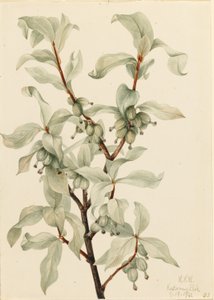 Silberbeere (Elaeagnus commutata) von Mary Vaux Walcott
