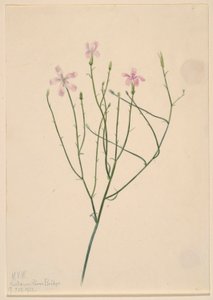 Skelettblume (Lygodesmia juncea)