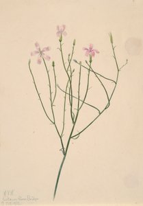 Skelettblume Lygodesmia juncea