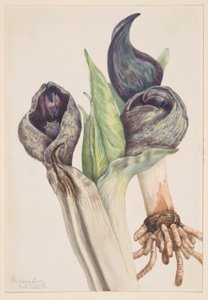 Stinkkohl (Spathyema foetida)