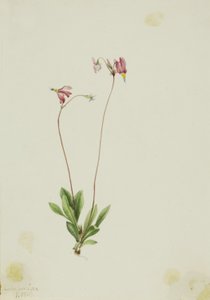 Schlanker Schießstern (Dodecatheon pauciflorum)