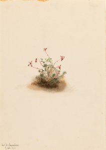 Kleine Moosbeere (Oxycoccus palustris) von Mary Vaux Walcott
