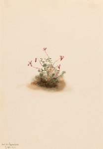 Kleine Moosbeere Oxycoccus palustris, 1911