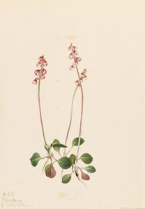 Kleine Pyrola (Pyrola minor) von Mary Vaux Walcott