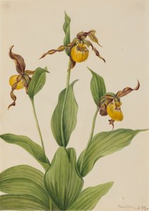Kleine Gelbe Frauenschuh Cypripedium parviflorum, 1917 von Mary Vaux Walcott