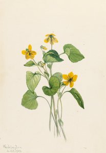 Glattes Gelbes Veilchen Viola eriocarpa, 1919 von Mary Vaux Walcott