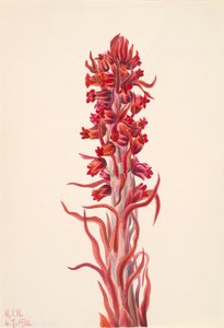 Schneepflanze Sarcodes sanguinea von Mary Vaux Walcott