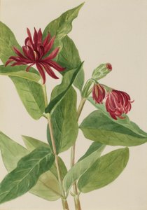 Gewürzstrauch (Calycanthus occidentalis)