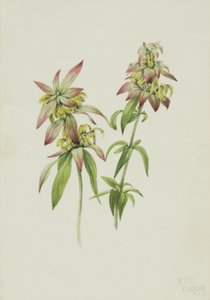 Gefleckte Bienenbalsam Monarda punctata, 1919 von Mary Vaux Walcott