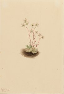 Gefleckte Steinbrech (Saxifraga bronchialis) von Mary Vaux Walcott